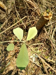 Quadrella asperifolia
