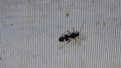 Dryophilocoris flavoquadrimaculatus