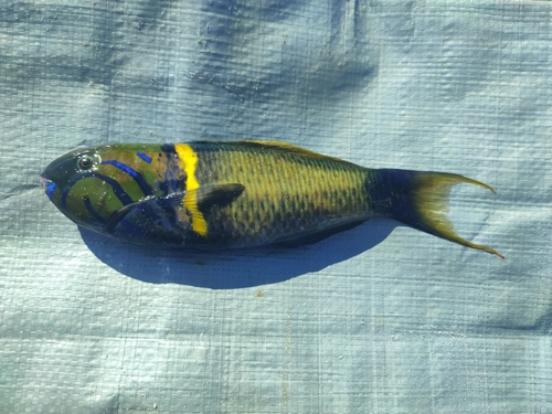 Goldbar Wrasse