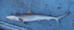 Atlantic Sharpnose Shark photo 2
