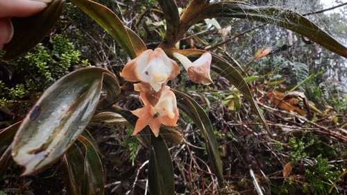 Dendrobium lambii