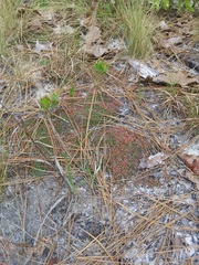 Pyxidanthera brevifolia