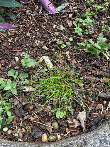 Cyperus gracilis observed 2026-07-23