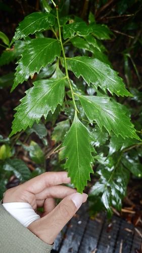 Phyllocladus hypophyllus observed 2026-07-24
