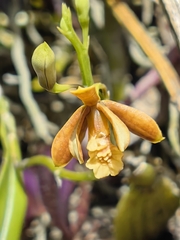 Prosthechea livida