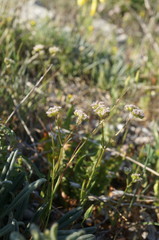 Valerianella pumila