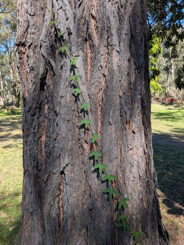 Passiflora aurantia observed 2026-07-24