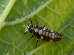 Cheilomenes propinqua