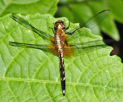 Erythrodiplax fervida