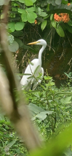 iNaturalist image