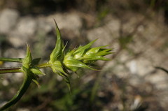 Stachys atherocalyx
