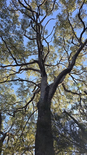 Corymbia gummifera, photograph 6