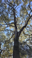 Corymbia gummifera, photograph (c) Petra Holland, some rights reserved (CC BY)