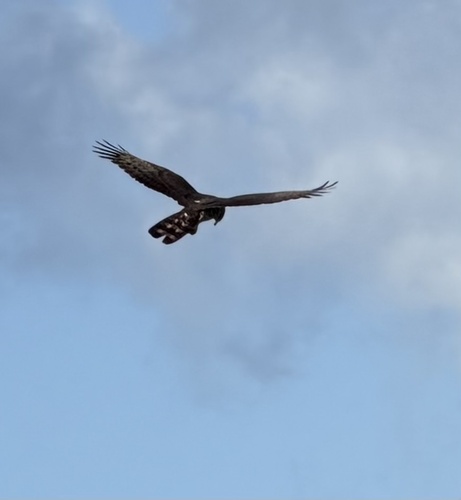 iNaturalist image
