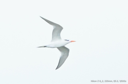 iNaturalist image