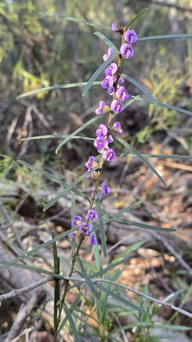 Hovea linearis, photograph 6
