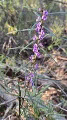 Hovea linearis, photograph (c) Petra Holland, some rights reserved (CC BY)