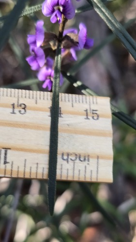 Hovea linearis, photograph 5