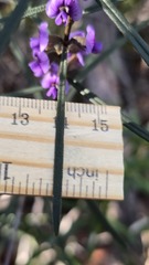 Hovea linearis, photograph (c) Petra Holland, some rights reserved (CC BY)
