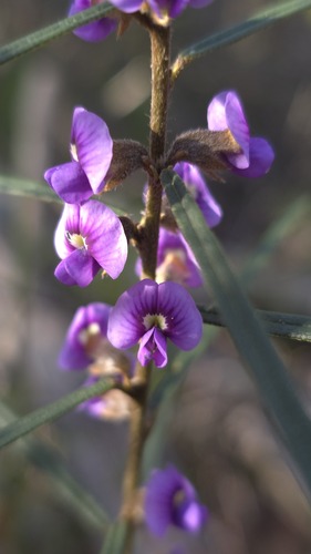 Hovea linearis, photograph 4