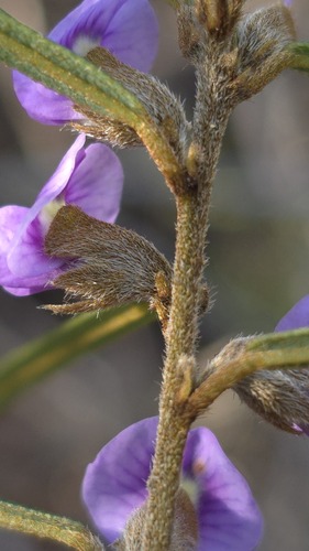 Hovea linearis, photograph 2