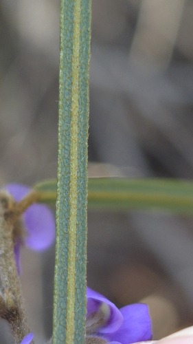 Hovea linearis, photograph 3