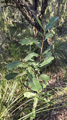 Xylomelum pyriforme, photograph 3