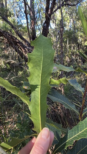 Xylomelum pyriforme, photograph 4