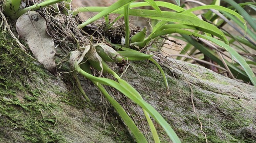 Liparis reflexa, photograph 4