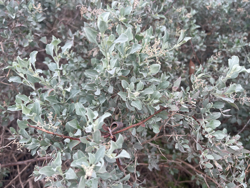 Chenopodium parabolicum, photograph 4