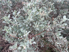 Chenopodium parabolicum, photograph (c) Dylan Wishart, some rights reserved (CC BY)