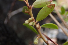 Vaccinium crassifolium