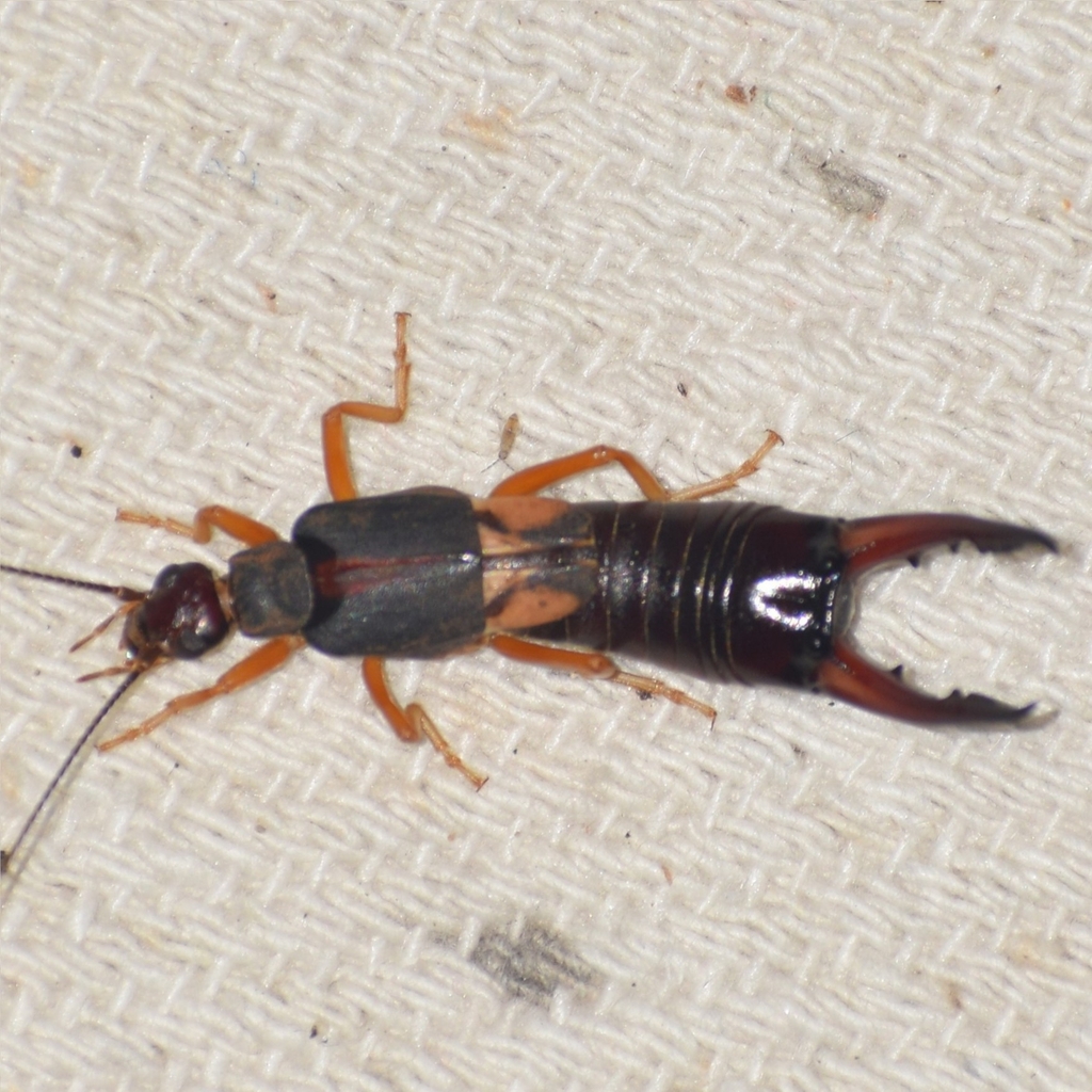 Labidura orientalis