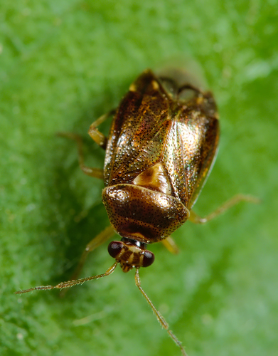 Trumpoji Žolblakė nuotrauka