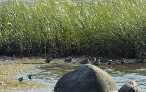 iNaturalist image