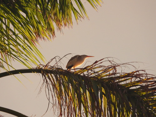 Ixobrychus sinensis observed 2026-07-24