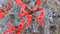 Astragalus coccineus