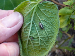 Cheilomenes propinqua
