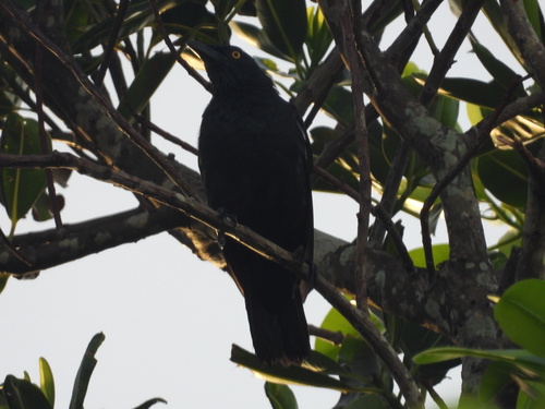 Aplonis opaca observed 2026-07-24