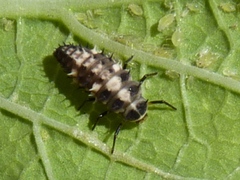 Cheilomenes propinqua