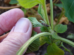 Cheilomenes propinqua