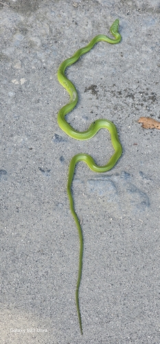 Khasi Hills Trinket snake, Gonyosoma frenatum