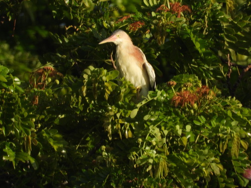 Ixobrychus sinensis observed 2026-07-24