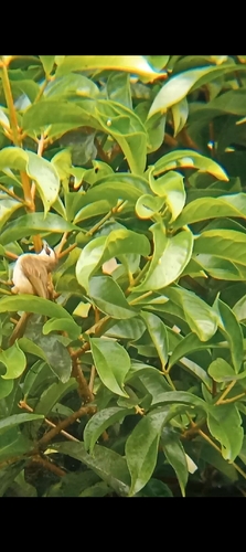 Pycnonotus goiavier