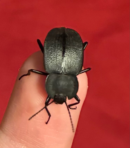 Embaphion contusum