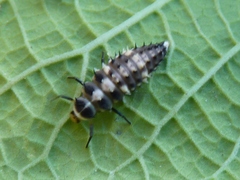 Cheilomenes propinqua