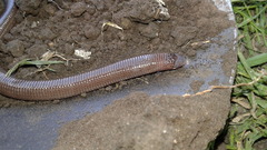 Amphisbaena darwinii