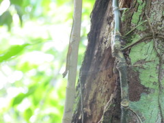Anolis uniformis