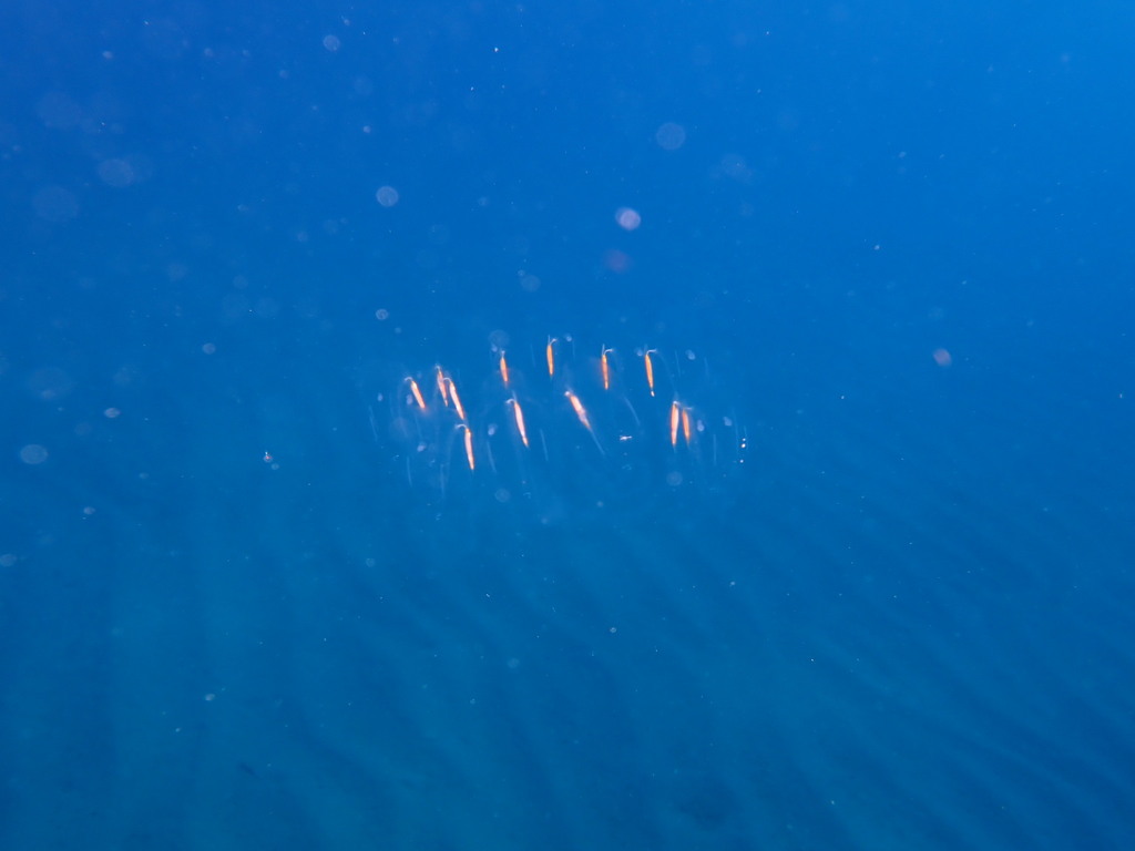 Cyclosalpa pinnata
