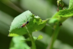 Diplazon laetatorius